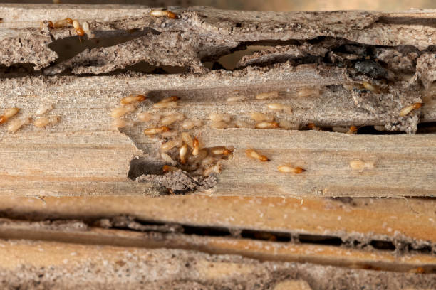 Reliable Scenic, AZ Pest Control Solutions
